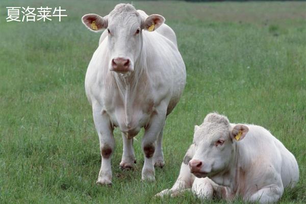 牛有什么品种,分为婆罗门牛、夏洛莱牛等种类