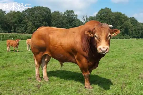 牛有什么品种,分为婆罗门牛、夏洛莱牛等种类