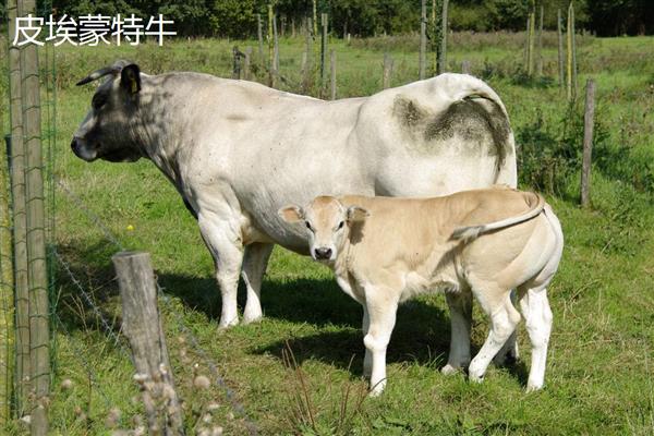 牛有什么品种,分为婆罗门牛、夏洛莱牛等种类