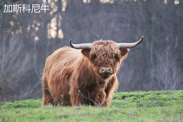 牛有什么品种,分为婆罗门牛、夏洛莱牛等种类