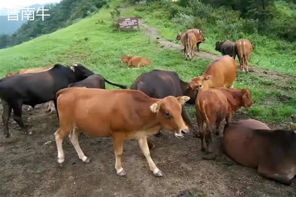 牛有什么品种,分为婆罗门牛、夏洛莱牛等种类