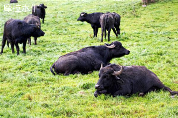 牛有什么品种,分为婆罗门牛、夏洛莱牛等种类