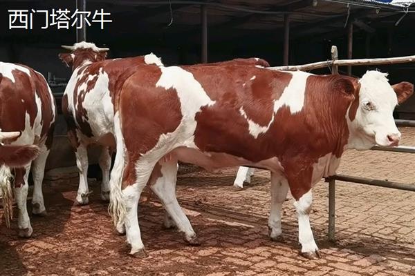 牛有什么品种,分为婆罗门牛、夏洛莱牛等种类