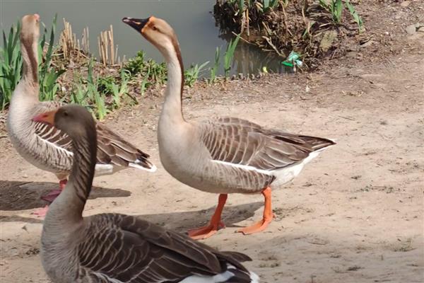 雁鹅是哪种鹅，属于一种中型肉用鹅品种