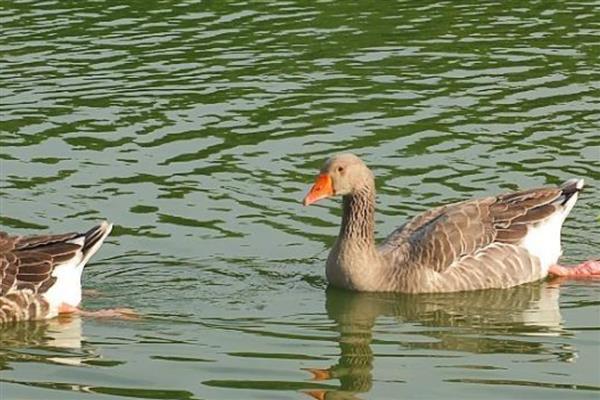 雁鹅是哪种鹅，属于一种中型肉用鹅品种