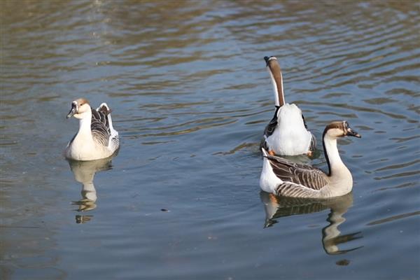 雁鹅是哪种鹅，属于一种中型肉用鹅品种