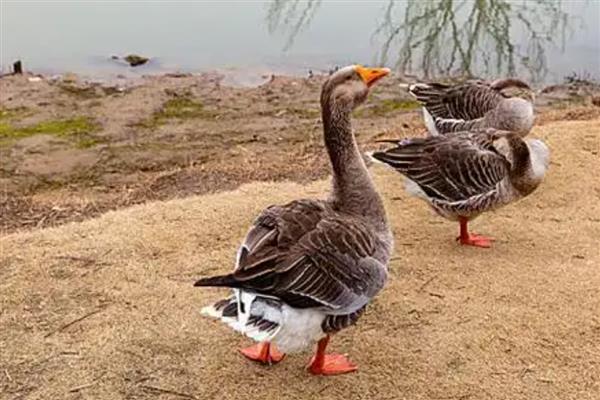 雁鹅是哪种鹅，属于一种中型肉用鹅品种