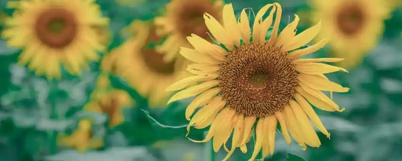 哪些植物喜欢阳光暴晒,常见向日葵、太阳花等品种