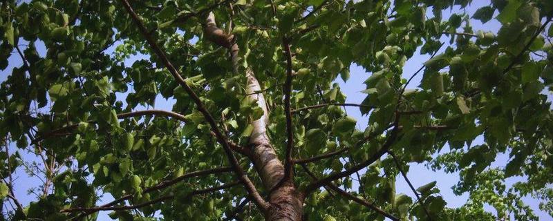 杨树分不分公母，杨树分公母