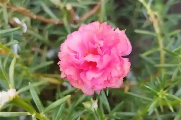 哪些花卉喜水,常见太阳花、杜鹃花等品种