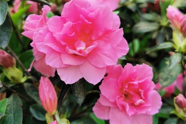 哪些花卉喜水,常见太阳花、杜鹃花等品种