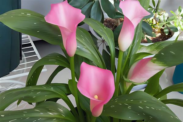 哪些花卉喜水,常见太阳花、杜鹃花等品种