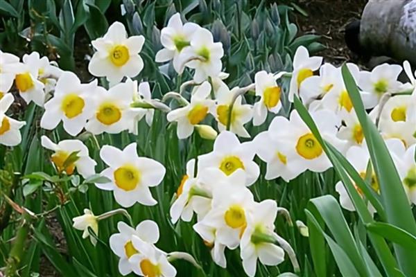 哪些花卉喜水,常见太阳花、杜鹃花等品种