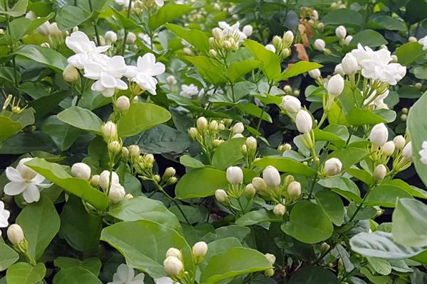 哪些花卉喜水,常见太阳花、杜鹃花等品种