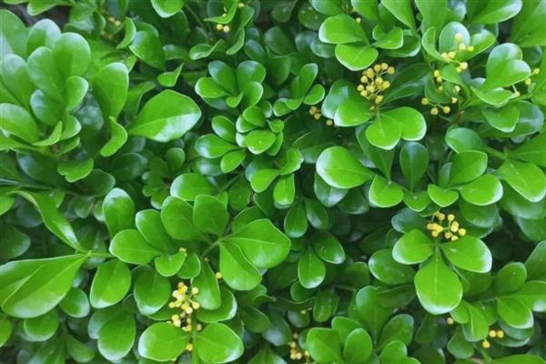 哪些花卉喜水,常见太阳花、杜鹃花等品种