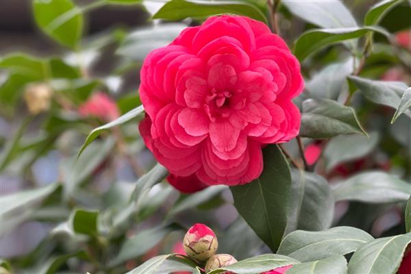 哪些花卉喜水,常见太阳花、杜鹃花等品种