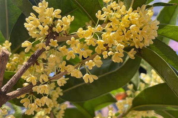 哪些花卉喜水,常见太阳花、杜鹃花等品种