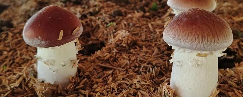 松茸怎么种植,室外种植要覆盖薄膜