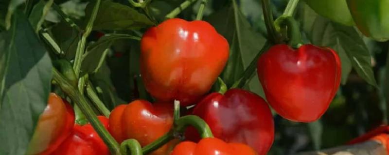 灯笼椒与二荆条有什么区别,外观、口感、食用方法都不同