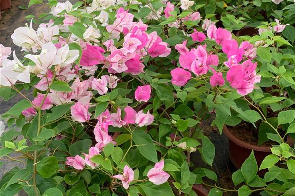 夏天三角梅可以施肥吗，不可施肥