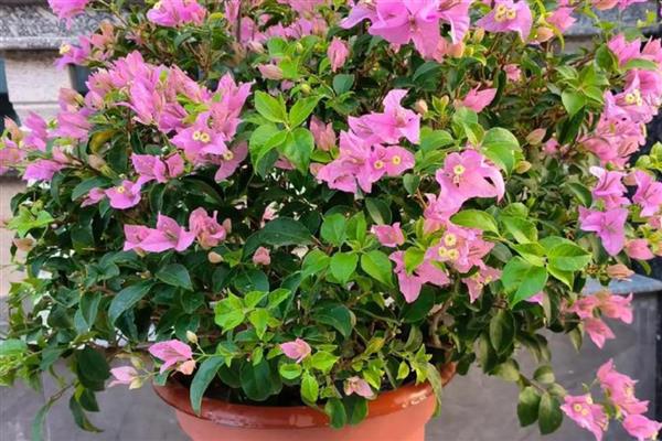 夏天三角梅可以施肥吗，不可施肥