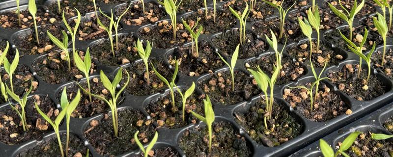 辣椒幼苗怎么防冻，增施磷钾肥可提高抗寒能力
