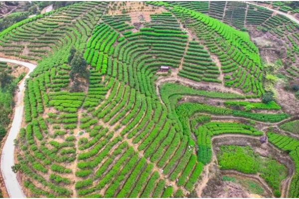 单枞茶是什么类型，属于青茶品种之一