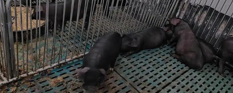 黑猪与白猪的区别，生长周期和外观均不同