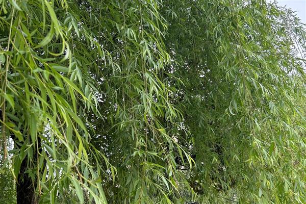 哪些植物靠风传播种子，常见的有柳树、芦苇等