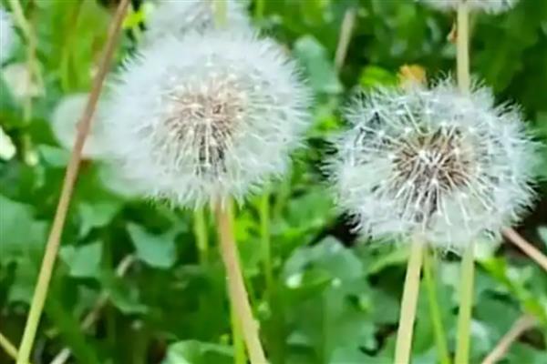 哪些植物靠风传播种子，常见的有柳树、芦苇等