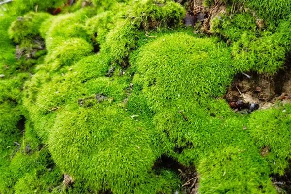 哪些植物靠风传播种子，常见的有柳树、芦苇等