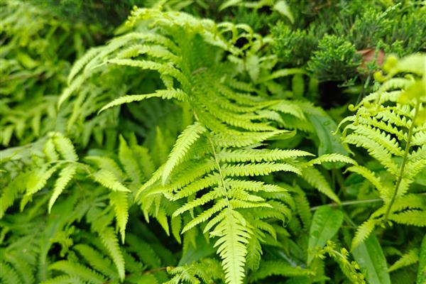 哪些植物靠风传播种子，常见的有柳树、芦苇等