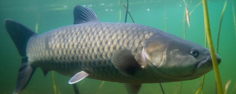 草鱼什么时候开口吃食,在5℃以上的水温下开始进食
