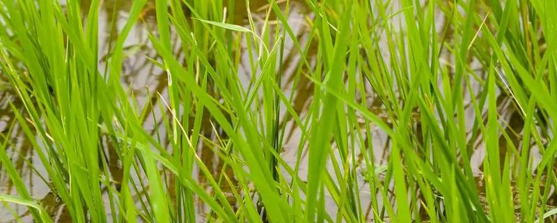 水稻的叶片有什么形态，分为直叶、挺叶、弯叶等类型