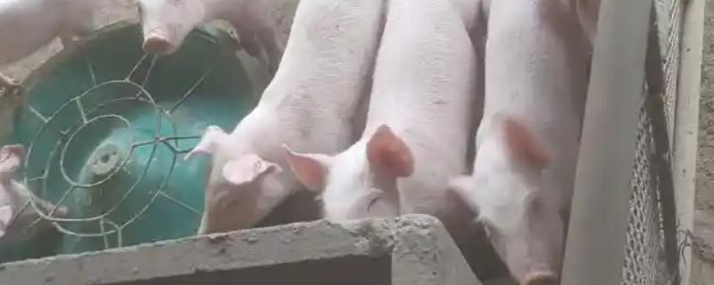 在猪圈里点蚊香有影响吗，长时间使用会导致猪慢性中毒