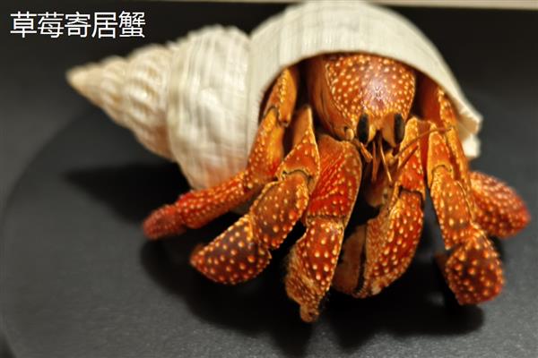 寄居蟹的品种，常见的有紫陆寄居蟹、凹足寄居蟹等
