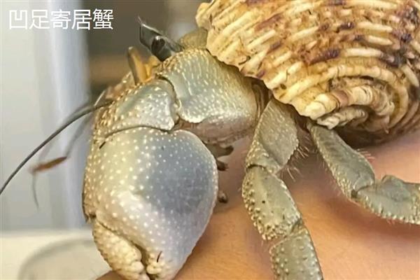 寄居蟹的品种，常见的有紫陆寄居蟹、凹足寄居蟹等