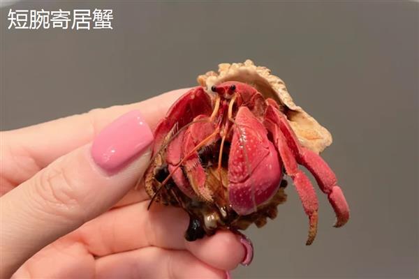 寄居蟹的品种，常见的有紫陆寄居蟹、凹足寄居蟹等
