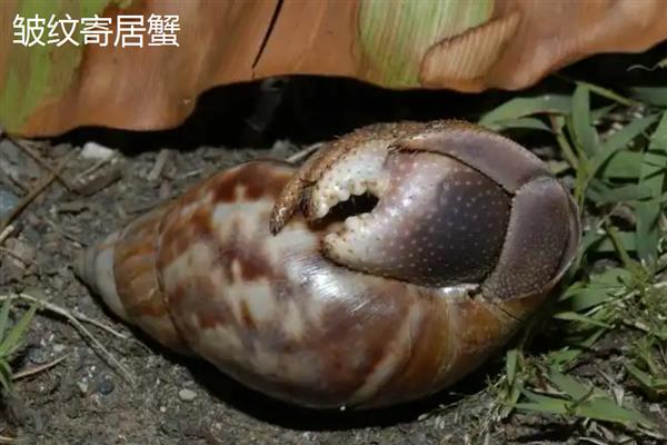 寄居蟹的品种，常见的有紫陆寄居蟹、凹足寄居蟹等