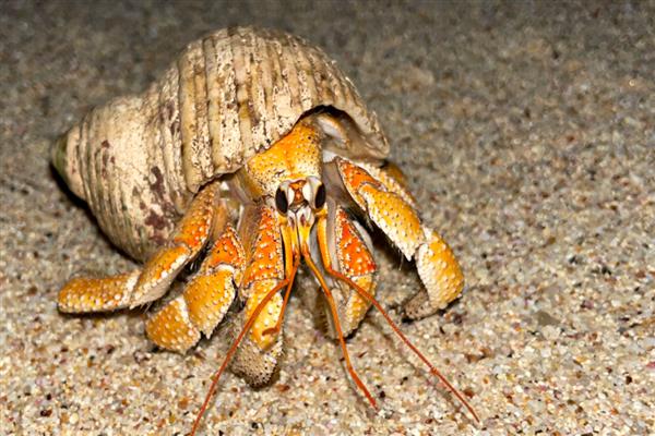 寄居蟹的品种，常见的有紫陆寄居蟹、凹足寄居蟹等