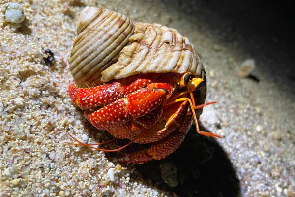 寄居蟹的品种，常见的有紫陆寄居蟹、凹足寄居蟹等
