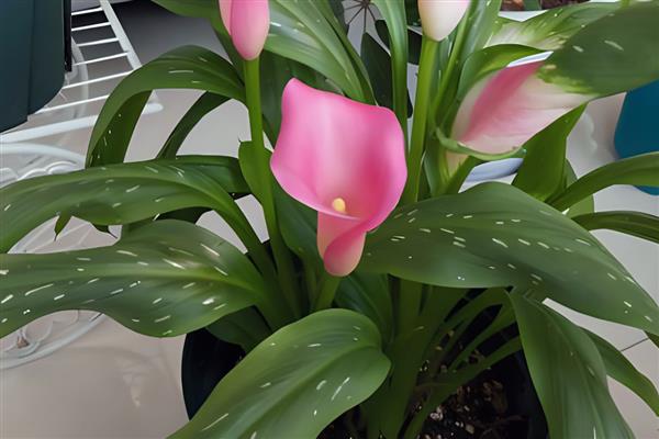 马蹄莲休眠期的养护方法,需要减少水分并剪掉茎叶