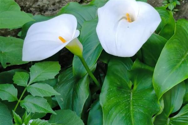 马蹄莲休眠期的养护方法,需要减少水分并剪掉茎叶