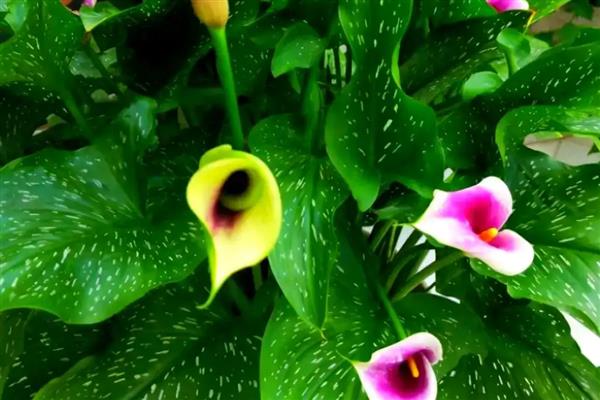 马蹄莲休眠期的养护方法,需要减少水分并剪掉茎叶