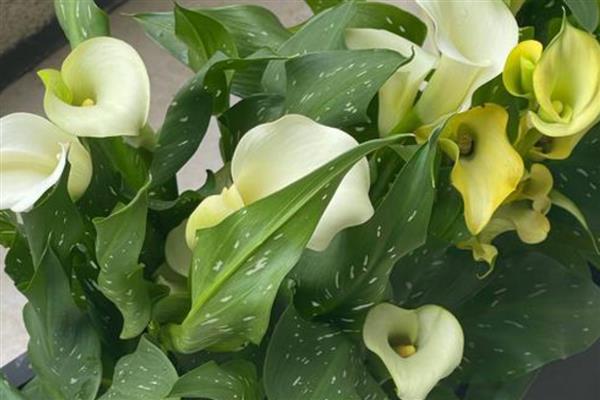 马蹄莲休眠期的养护方法,需要减少水分并剪掉茎叶