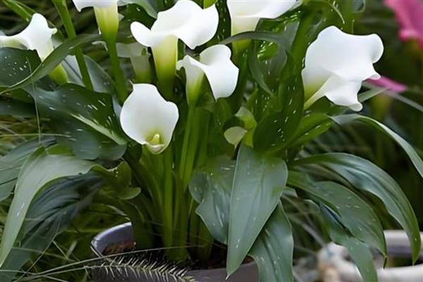 马蹄莲休眠期的养护方法,需要减少水分并剪掉茎叶