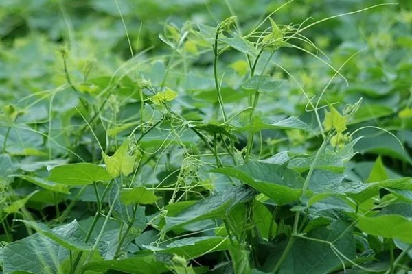 龙须菜的种类，分为野生的和长在石头上的