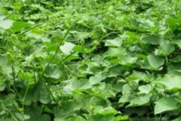 龙须菜的种类，分为野生的和长在石头上的