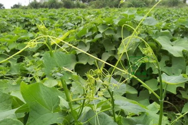 龙须菜的种类，分为野生的和长在石头上的