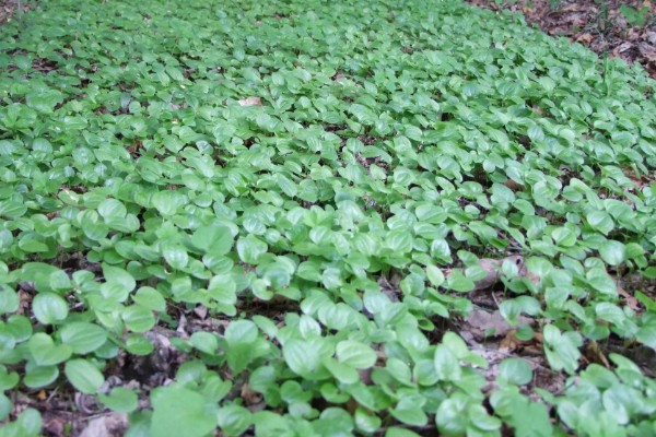 龙须菜的种类，分为野生的和长在石头上的